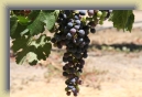 Santiago-Wine-Tasting 046 * 2496 x 1664 * (1.68MB)